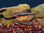 Southern Redbelly Dace - Chrosomus erythrogaster