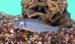 Spotfin Shiner - Cyprinella spiloptera