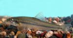 Suckermouth Minnow - Phenacobius mirabilis