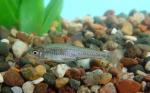 Ghost Shiner - Notropis buchanani