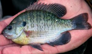 Bluegill