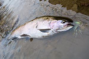 Coastal Rainbow Trout