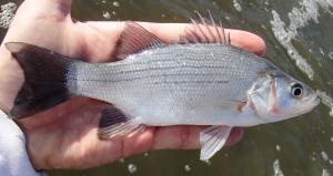 White Bass