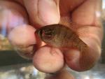 Banded Sunfish