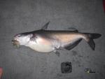 Blue Catfish