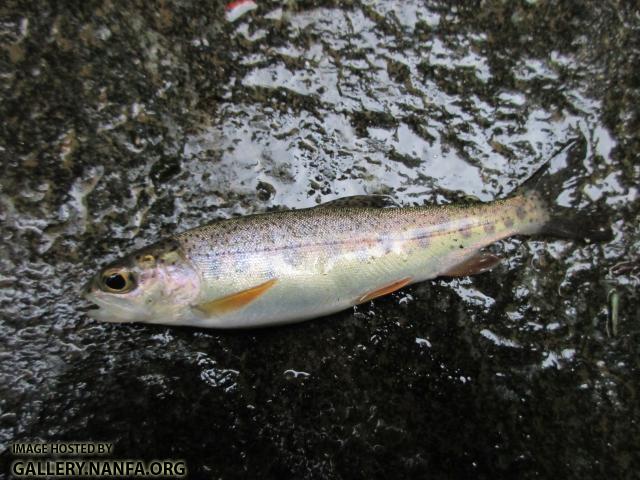 Rainbow Trout