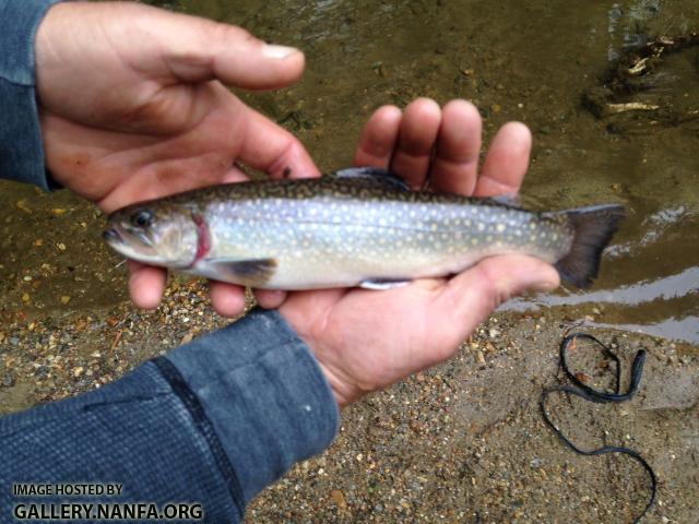 Brook Trout