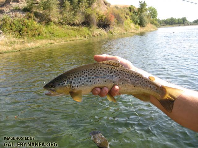 Brown Trout