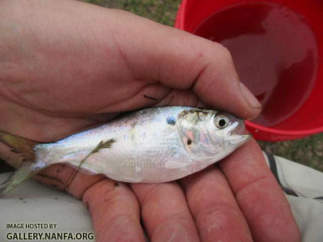 Atlantic Menhaden