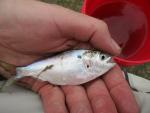 Atlantic Menhaden