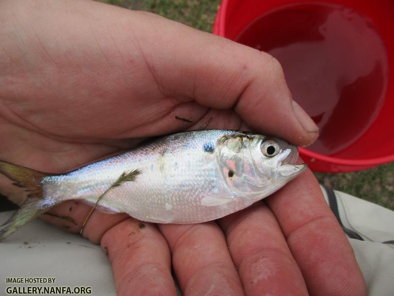 Atlantic Menhaden