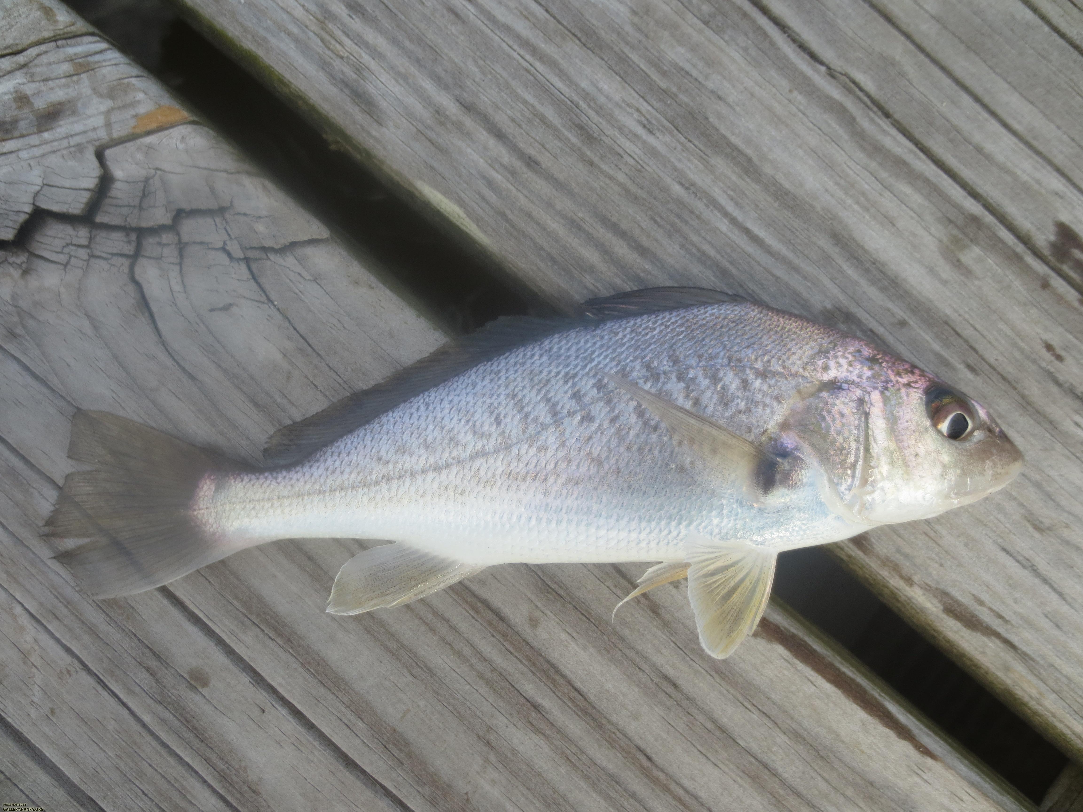 Atlantic Croaker