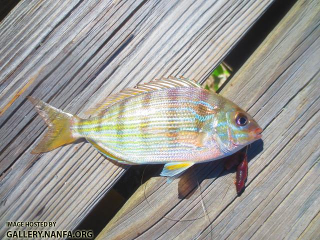 Pinfish