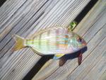 Pinfish