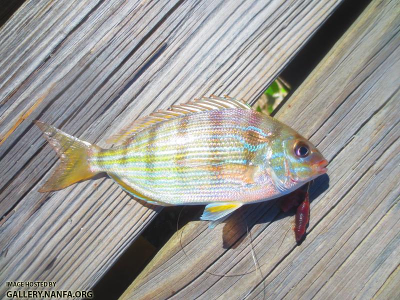 Pinfish