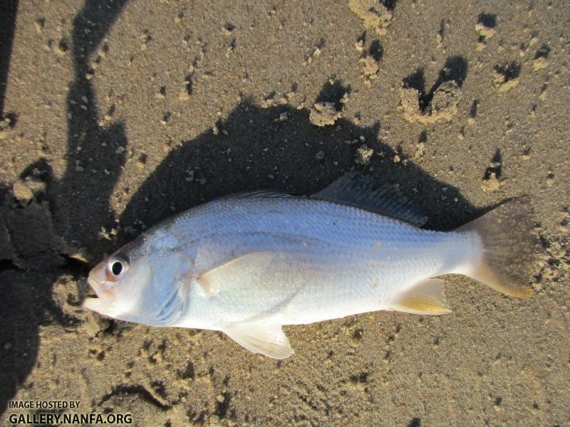 Silver Perch