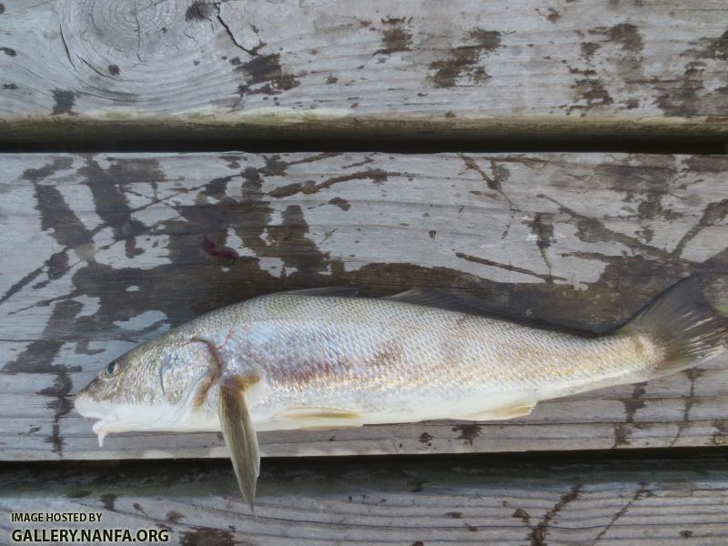 Southern Kingfish