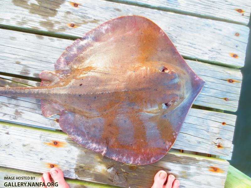 Atlantic Stingray