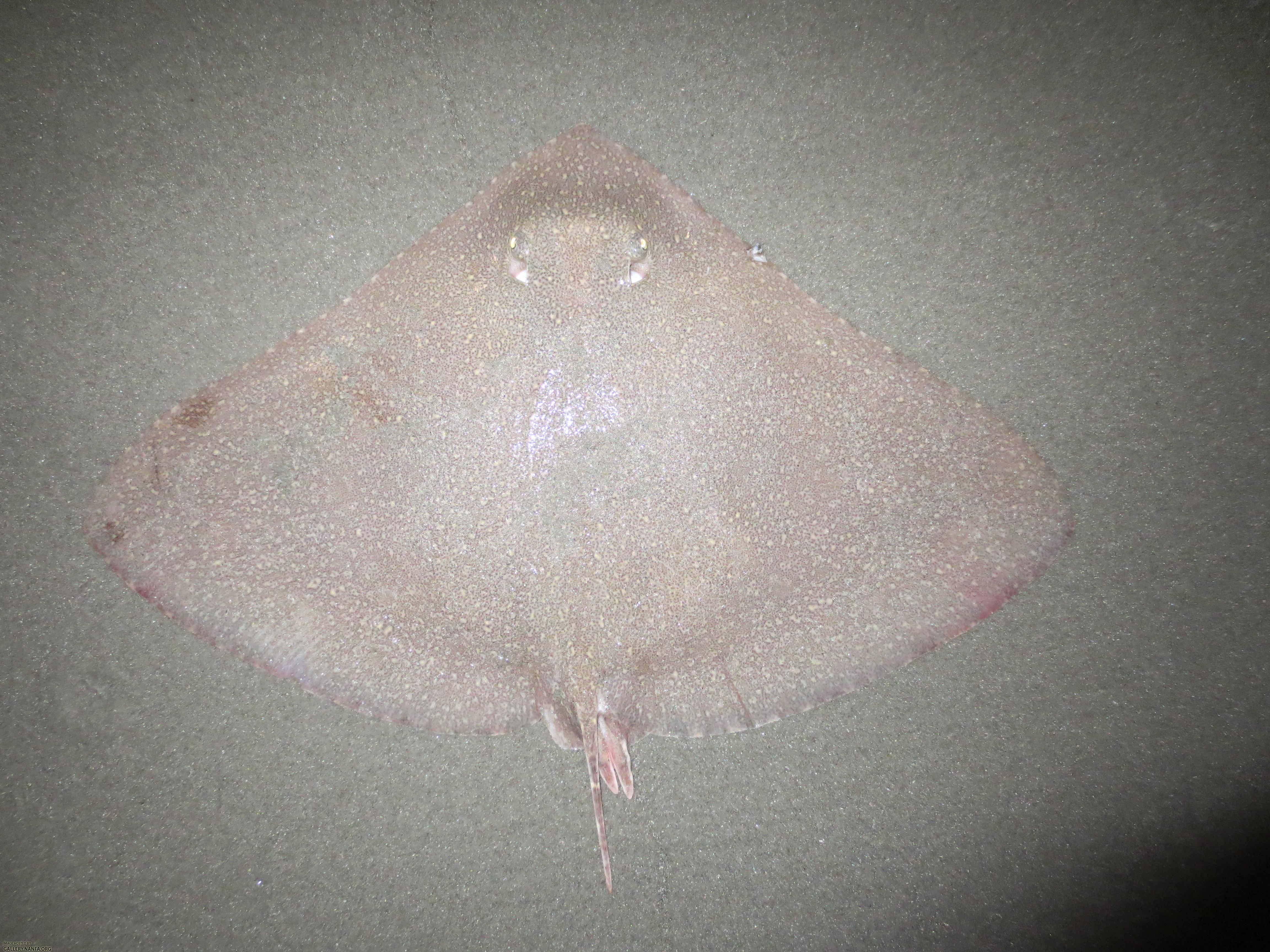 Smooth Butterfly Ray