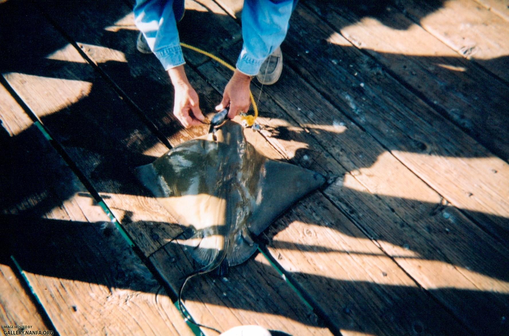 Diamond Stingray