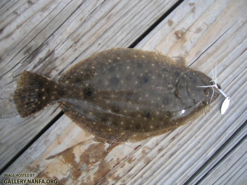 Southern Flounder