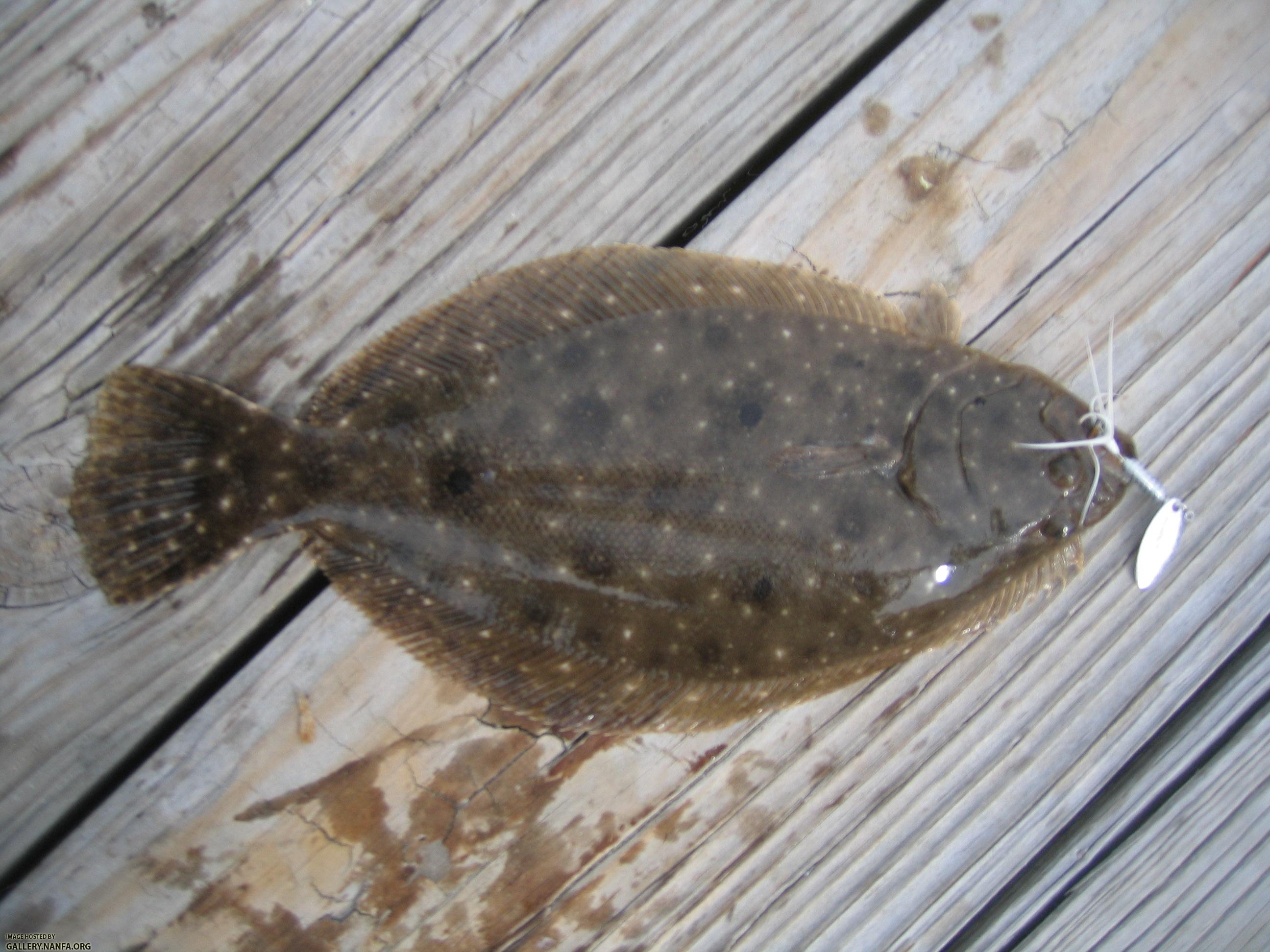 Southern Flounder