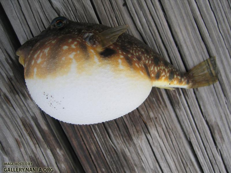 Northern Puffer