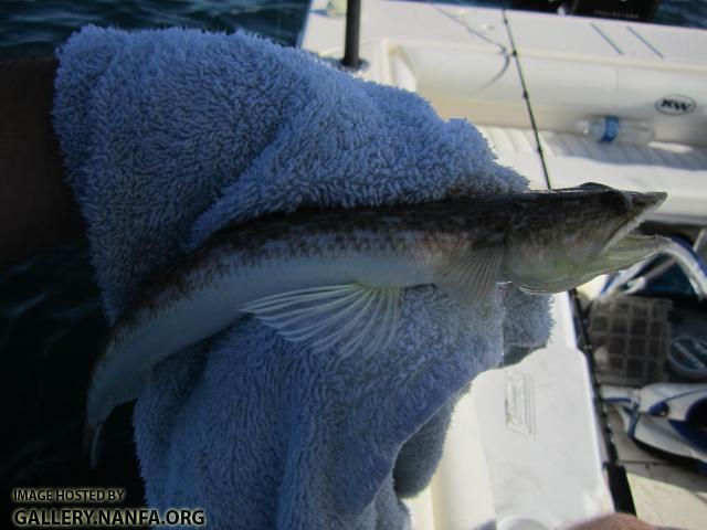 Inshore Lizardfish