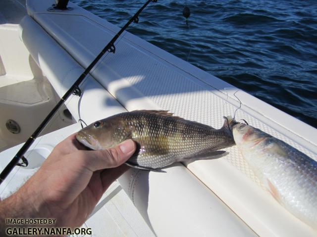 Black Sea Bass