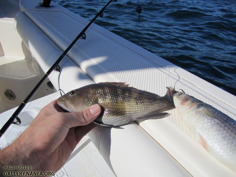 Black Sea Bass