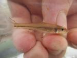 Longjaw Minnow