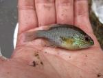 Dollar Sunfish