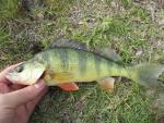 Yellow Perch