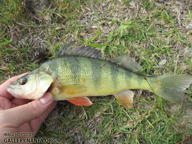 Yellow Perch