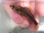 Roanoke Darter