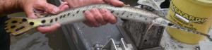 Longnose Gar