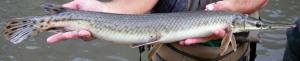 Shortnose Gar