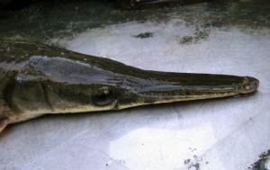 Shortnose Gar