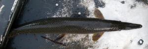 Shortnose Gar