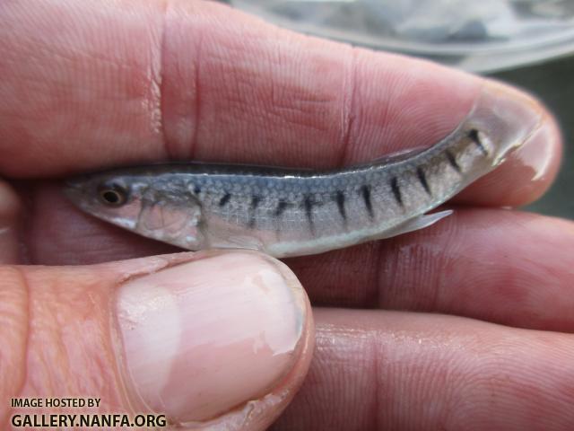 Striped Killifish