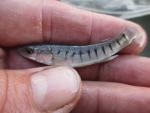 Striped Killifish