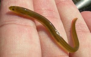 American Eel