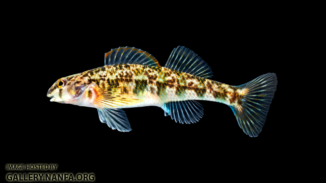 Etheostoma-thalassinum