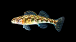 Etheostoma-thalassinum