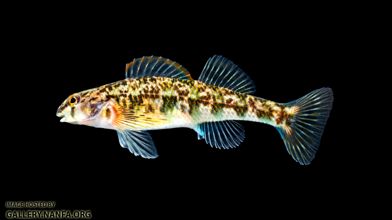 Etheostoma-thalassinum