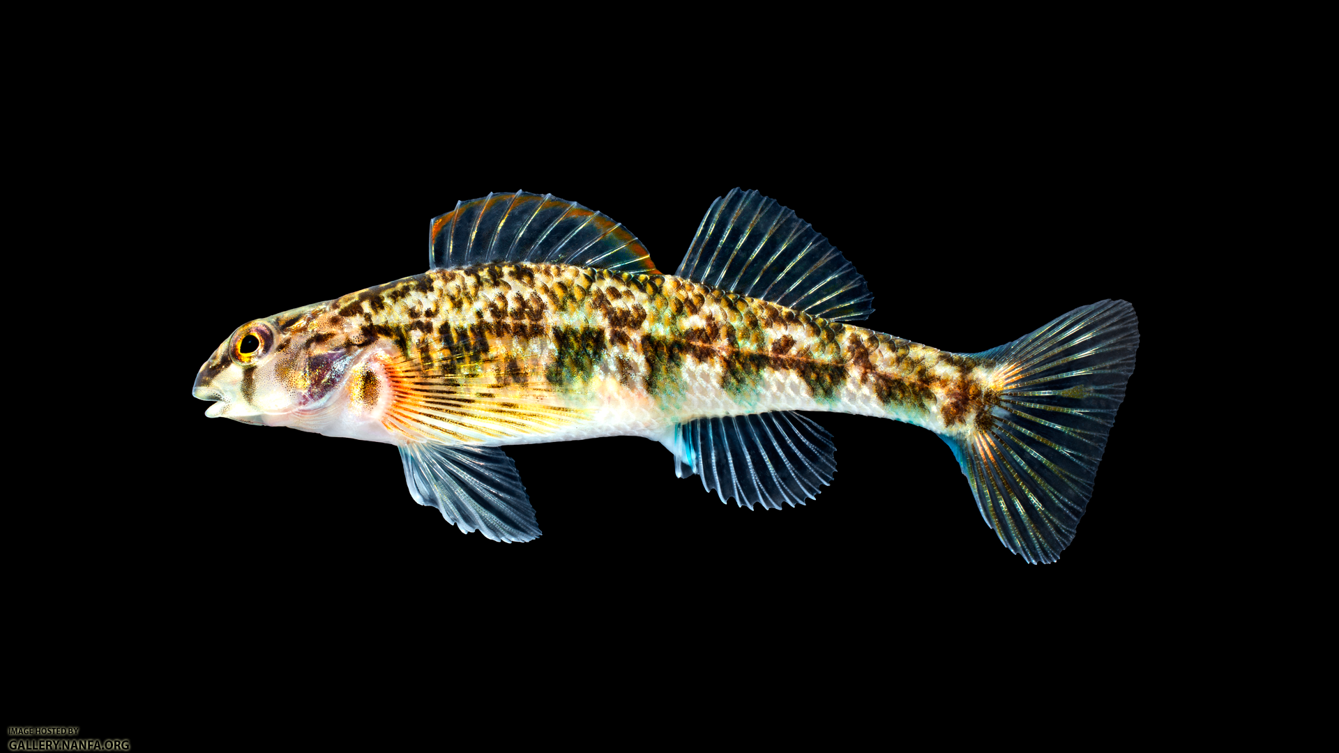 Etheostoma-thalassinum