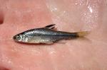 Pugnose Minnow - Opsopoeodus emiliae