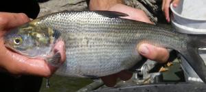 Gizzard Shad