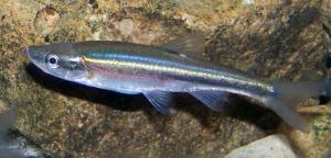 Clinostomus elongatus