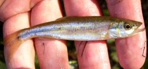 Redside Dace